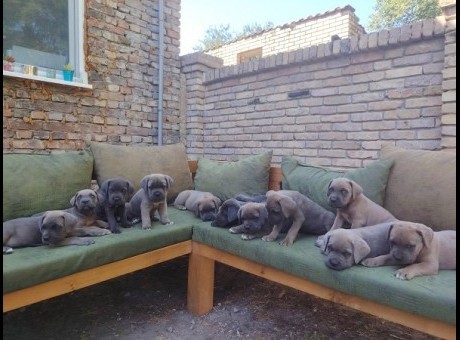 1 cane corso   ts0825.jpg